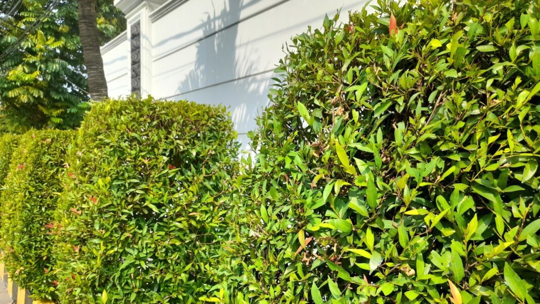 The Double-Edged Sword: Navigating ficus nitida hedge problems in 2025